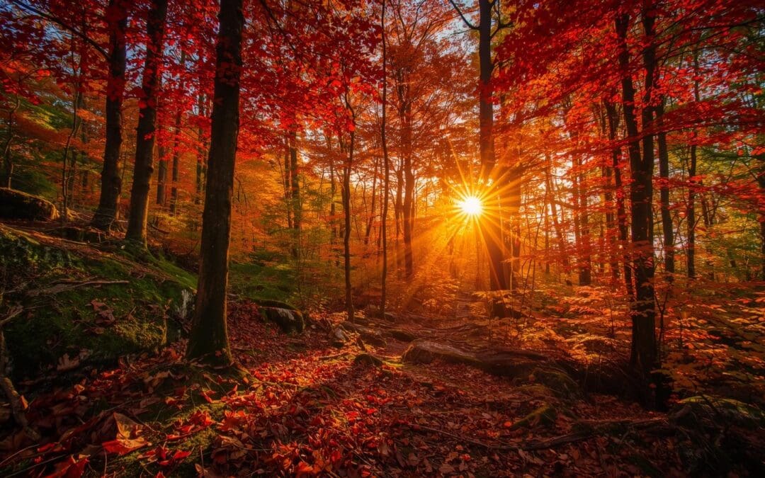 Dein 8-Wochen-Season-Special: Durch die dunkle Jahreszeit den Weg zu sich selbst finden